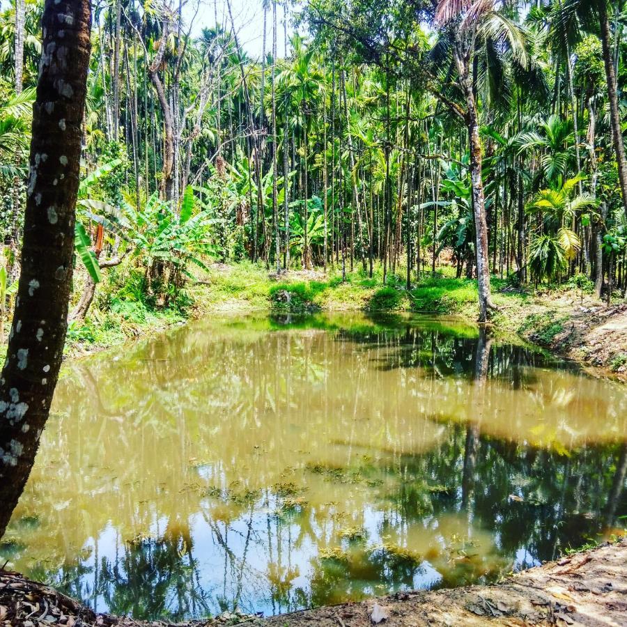 Hosamane Farm Inn Sringeri Esterno foto